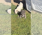Small #7 French Bulldog