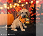 frenchpoodle - Male French Bulldog-Poodle (Miniature) Mix Puppy for Sale - Photo #2