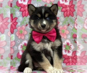 Pomsky Puppy for sale in LANCASTER, PA, USA