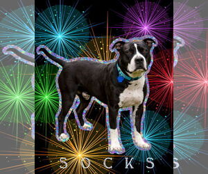 Mutt Dogs for adoption in Spotsylvania, VA, USA