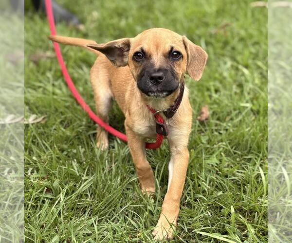 Medium Photo #3 Dachshund-Unknown Mix Puppy For Sale in Yardley, PA, USA