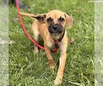 Small #2 Dachshund Mix