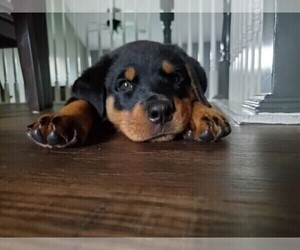 Rottweiler Puppy for Sale in VIOLA, Arkansas USA
