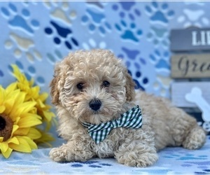Poodle (Miniature) Puppy for sale in LANCASTER, PA, USA