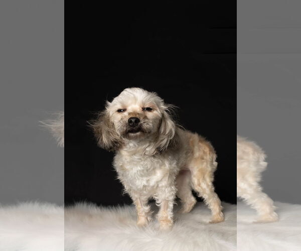 Medium Photo #7 Shih Tzu-Unknown Mix Puppy For Sale in St. Louis Park, MN, USA