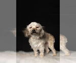 Small #6 Shih Tzu Mix