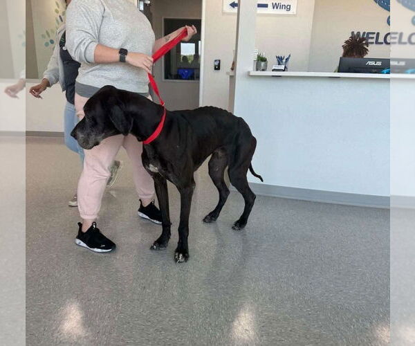 Medium Photo #4 Great Dane Puppy For Sale in Bullard, TX, USA