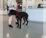 Small #3 Great Dane