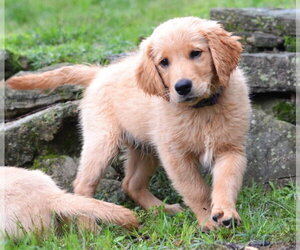 Golden Retriever Dogs for adoption in Germanton, TN, USA