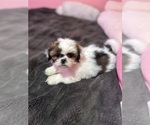 Small Photo #28 Shih Tzu Puppy For Sale in VENETA, OR, USA