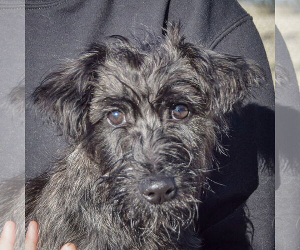 Medium Photo #1 Mutt Puppy For Sale in Huntley, IL, USA