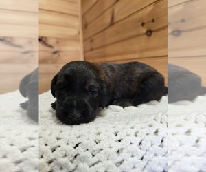 Labradoodle Puppy for sale in WILLIAMSTOWN, KY, USA