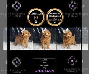 Maltipoo Puppy for sale in WARSAW, IN, USA
