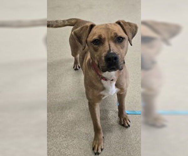 Medium Photo #2 Rhodesian Ridgeback-Unknown Mix Puppy For Sale in Oskaloosa, IA, USA