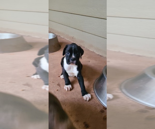 Medium Photo #2 Boxer Puppy For Sale in JASPER, GA, USA