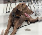 Small #1 Great Dane Mix