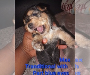 Poodle (Toy)-YorkiePoo Mix Puppy for sale in SHELBY, NC, USA