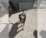 Small #14 Coonhound