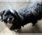 Small #1 Shih Tzu