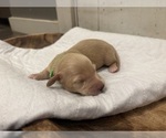 Small #1 Dachshund