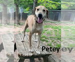 Small Coonhound Mix