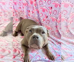Small American Pit Bull Terrier Mix