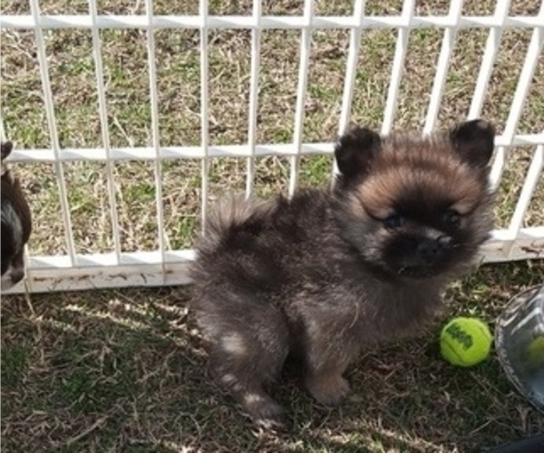 Medium Photo #9 Pomeranian Puppy For Sale in DECATUR, TX, USA