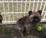 Small Photo #9 Pomeranian Puppy For Sale in DECATUR, TX, USA