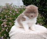 Small #1 Pomeranian