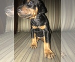 Small Photo #24 Doberman Pinscher Puppy For Sale in SCAPPOOSE, OR, USA