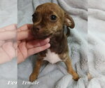 Small #2 Rat-Cha