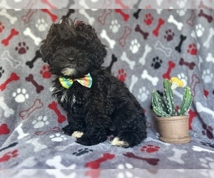 ShihPoo Puppy for sale in LAKELAND, FL, USA