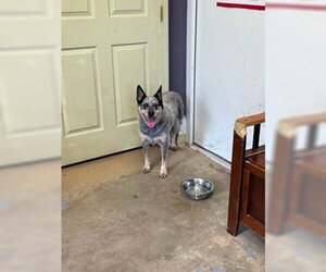 Mutt Dogs for adoption in Sparta, TN, USA
