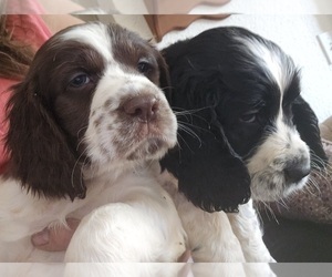 English Springer Spaniel Puppy for sale in CENTRAL POINT, OR, USA