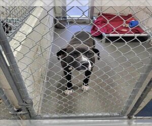 American Pit Bull Terrier-Unknown Mix Dogs for adoption in Easton, MD, USA