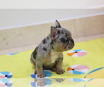 Puppy 1 French Bulldog