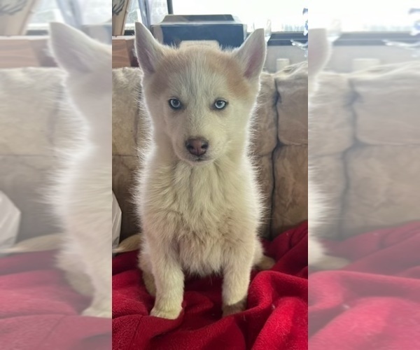 Medium Photo #4 Siberian Husky Puppy For Sale in PINON HILLS, CA, USA
