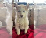 Small Photo #4 Siberian Husky Puppy For Sale in PINON HILLS, CA, USA