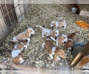 Basset Hound Puppy for sale in CLYDE, NC, USA