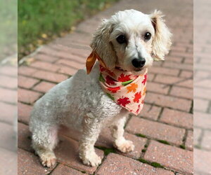 Barnaby - Male Maltipoo (Miniature) Dog for Adoption - Photo #4