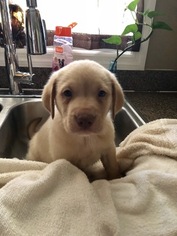 Labrador Retriever Puppy for sale in WILLISTON, FL, USA