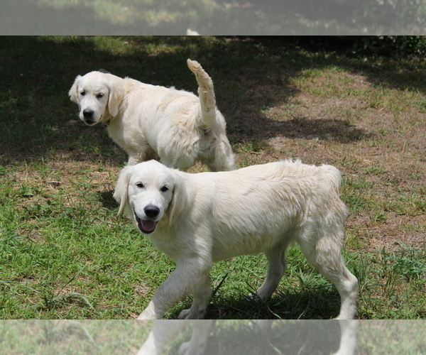 Medium Photo #8 English Cream Golden Retriever Puppy For Sale in RINGGOLD, GA, USA