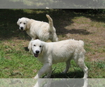 Small Photo #8 English Cream Golden Retriever Puppy For Sale in RINGGOLD, GA, USA