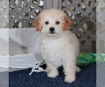 Image preview for Ad Listing. Nickname: Abigail