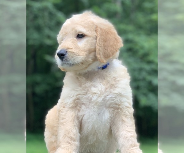 Medium Photo #9 Goldendoodle Puppy For Sale in MORGANTOWN, IN, USA