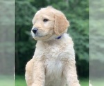 Small Photo #9 Goldendoodle Puppy For Sale in MORGANTOWN, IN, USA