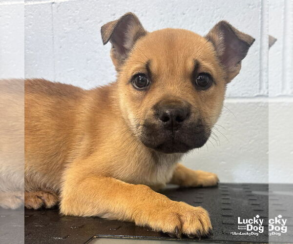 Medium Photo #2 Mutt Puppy For Sale in Washington, DC, USA