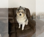 Small Photo #1 Australian Shepherd Puppy For Sale in SENECA, KS, USA