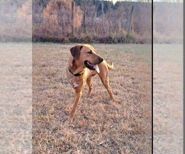 Medium Photo #1 Rhodesian Ridgeback-Unknown Mix Puppy For Sale in Brewster, NY, USA