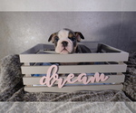 Small Photo #2 Bulldog Puppy For Sale in WARRENTON, OR, USA